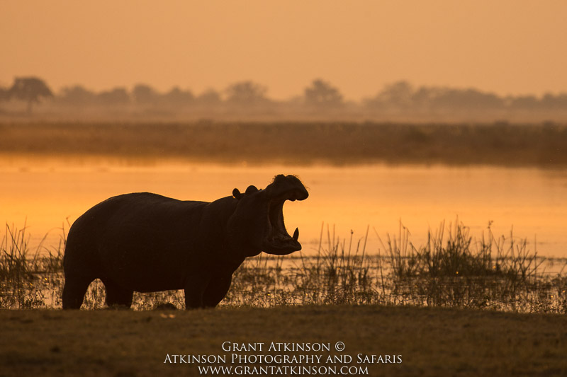 Hippo - Copyright © Grant Atkinson